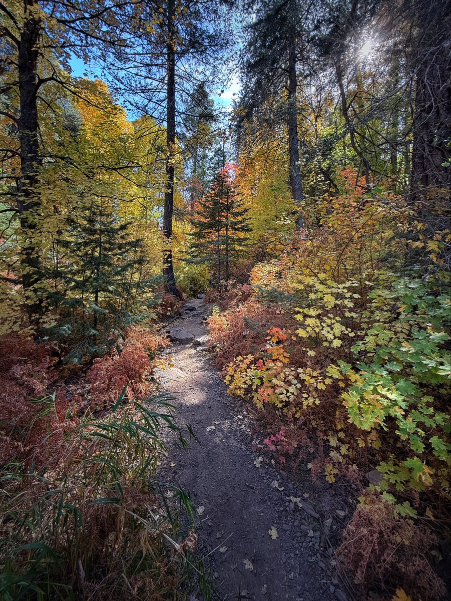 Allophile's tweet image. Fall color peaking right now in the Santa Catalinas—Tucson’s “sky island” backyard—maples and aspens on mountaintops in the middle of the desert, miraculous…
instagram.com/reel/DBpw-LxJu…
@ThePhotoHour #getintotheoutthere
@Apple #shotoniPhone16pro