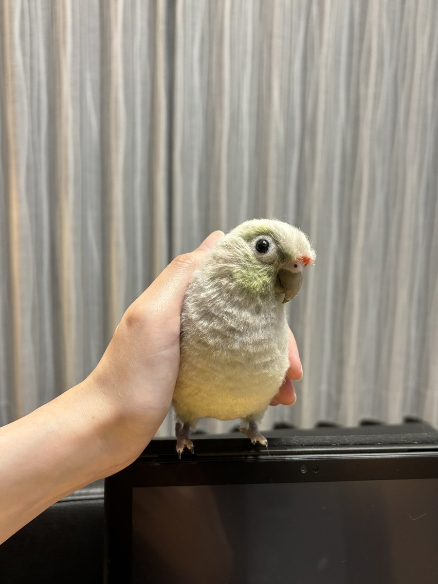 monzo_felt's tweet photo. 今製作中のウロコインコです。
#羊毛フェルト
#ウロコインコ https://t.co/eY7sq7tMAM