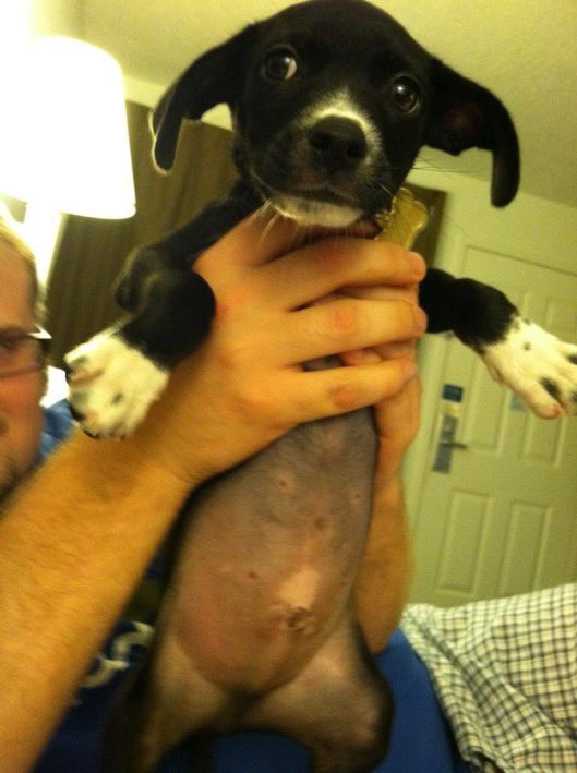 The_FinalAttack's tweet photo. Dear Men,

Your dog will be the most loyal friend you ever have. 

He will bring you a lifetime of joy.

The cost isn’t cheap though. 

One day, if he lives a long time, you will decide to kill him. https://t.co/3Ihl7d5KWC