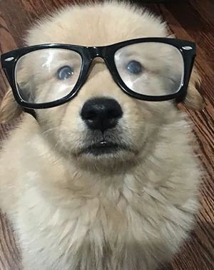 Jinosgirl's tweet photo. a very smart puppy https://t.co/r4KICuNbAT