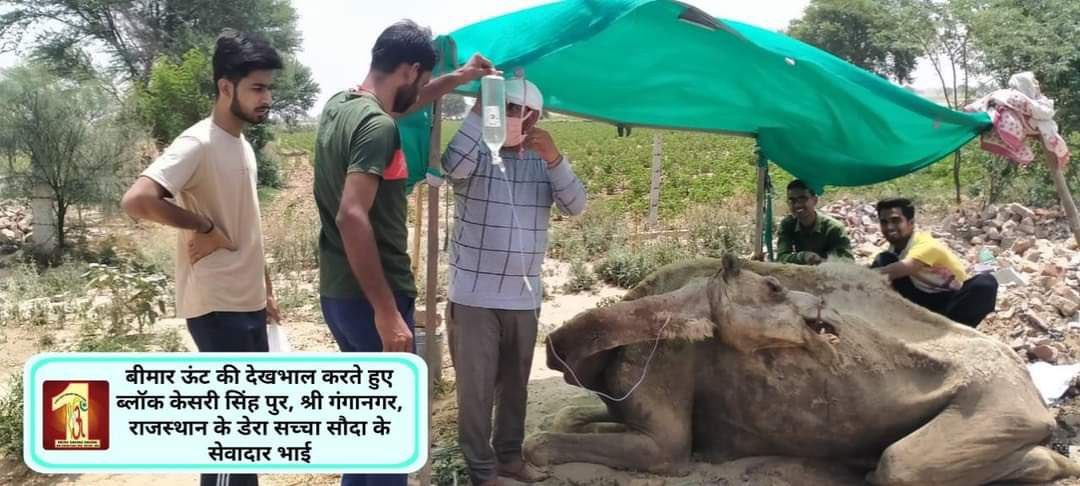 cuteeanuja's tweet photo. No greatness can make you get peace and contentment other than helping the needy selflessly. Saint Dr MSG Insan has initiated Animal welfare campaign to #ProtectAnimals  dedicatedly and make their life worthwhile.
#MondayMotivation https://t.co/dlqAMbQ8OQ