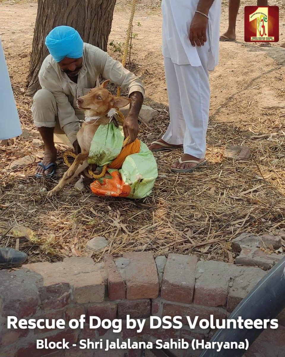 cuteeanuja's tweet photo. No greatness can make you get peace and contentment other than helping the needy selflessly. Saint Dr MSG Insan has initiated Animal welfare campaign to #ProtectAnimals  dedicatedly and make their life worthwhile.
#MondayMotivation https://t.co/dlqAMbQ8OQ