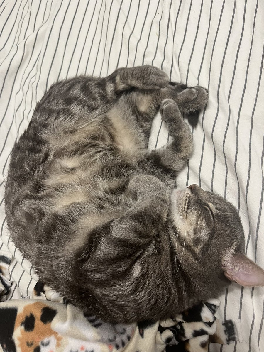 hayleetlr's tweet image. billy