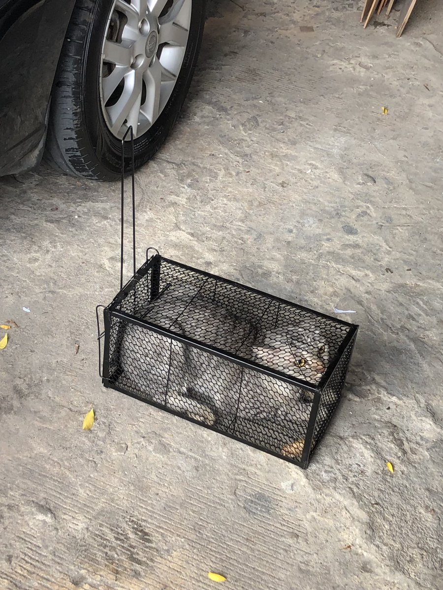 bbordinary's tweet photo. หนูเข้าไปกัดสายไฟห้องเครื่องรถเพิ่งออกจากอู่มาแต่ได้กลิ่นฉี่หนูอยู่เลยเอากรงดักหนูมาดัก ดักได้แมวแถวบ้าน ทำไงดี 😭😭😭😭😭

(ใช้ไก่ต้มมาล่อ แอบมาดูอยู่เรื่อย ๆ นะคะได้ยินเสียงน้องแต่เช้าแล้วรีบมาปล่อยออก) https://t.co/1LSBVcoRsn