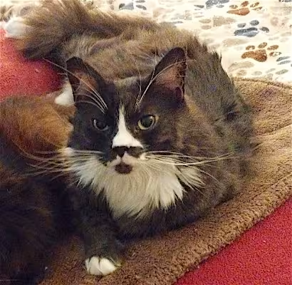 Adopt CHIN CHIN in #ContraCosta, CA!!!
adoptapet.com/pet/41546532-o…

#AdoptDontShop #FluffyCats #RescueMe
