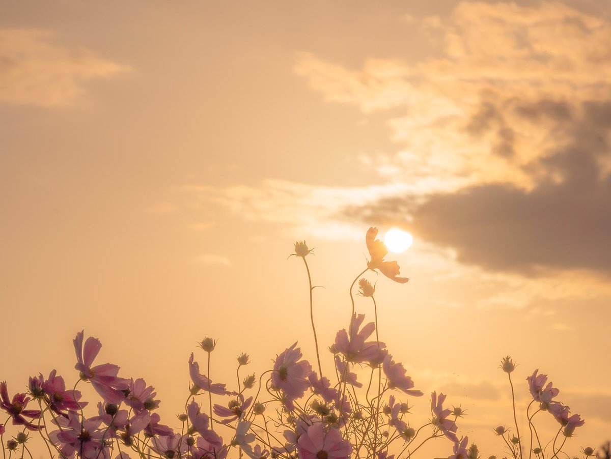 nt0photography's tweet photo. 優しい時間の中で

#写真好きな人と繋がりたい
 #カメラ好きな人と繋がりたい 
#ファインダー越しの私の世界
 #キリトリセカイ #東京カメラ部 #photography https://t.co/WQCAvO3IiV