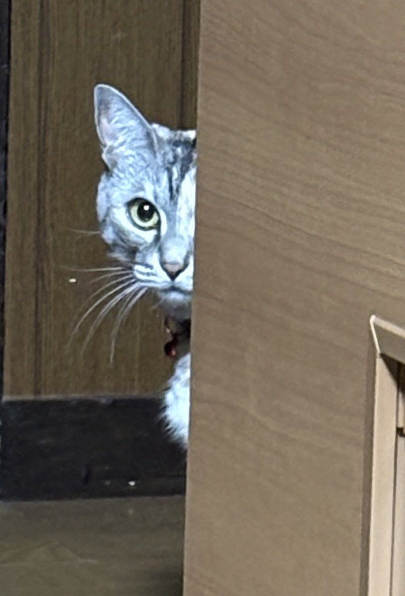 vj6vcp's tweet photo. 冬彦さん🐈‍⬛

#猫 #猫のいる暮らし #冬彦さん https://t.co/PzeTfDtqXB