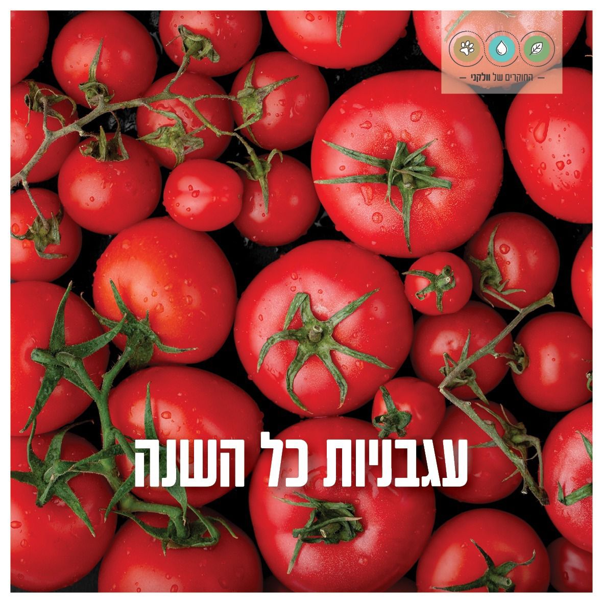 החוקרים של וולקני tweet media