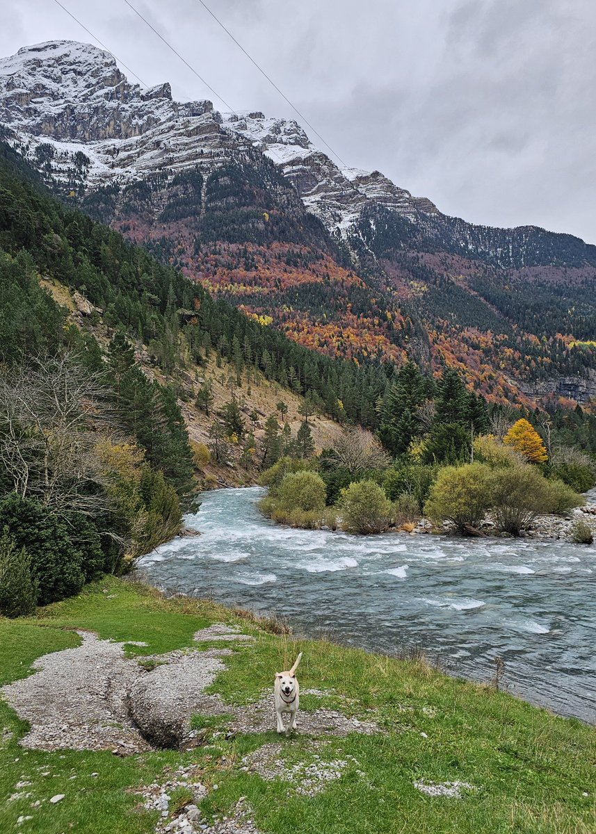 HikeSNspain's tweet photo. Otoño en los Pirineos aragoneses ❤️

#Pirineo #pyrenees #autumn #mountains #montaña #otoño #dreamscapes #huescalamagia #bujaruelo #ordesa #AragonEnamora
#OrdesayMontePerdido #hiking https://t.co/vMNtjqCTmH