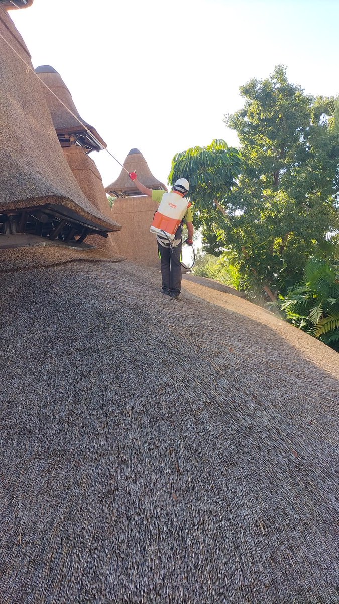 CapeReed's tweet photo. Introducing Cape Reed Fireshield! A revolutionary fire retardant solution designed for thatch and timber structures, enhancing safety without compromising on aesthetics. 

Learn more here: https://t.co/M1UBdOO99S

#FireSafety #Sustainable #Timber #Thatch #Fireshield https://t.co/QjdcrFeint