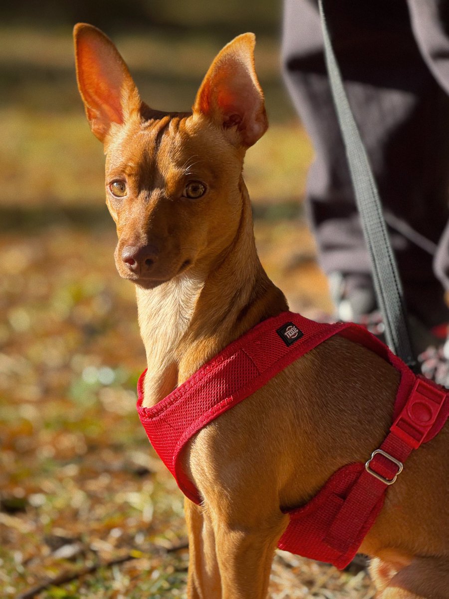 Я вам #догпик принесла в честь понедельника