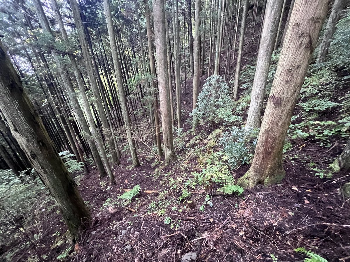manami_iwamoto's tweet photo. 自分で色々手配して
山の踏査3ヶ所行ったけど
作業道はつけれないとの結果
リアル半べそ🫤
急峻、水、土質に問題。
そもそも広島の土質は難しい
いい山は既に森林組合など
大型林業が入ってる。
一人で頑張ってバカみたい
もう、色々投げ出したくなった今日この頃
#ISM project https://t.co/ke22iYu3Ph