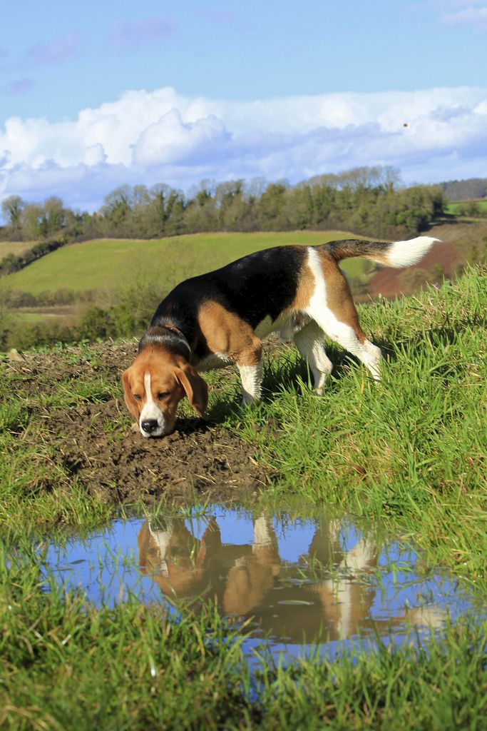Comtangocorp's tweet photo. ¿Sabías que los perros pueden oler hasta 100,000 veces mejor que los humanos? 👃🐕 ¡Por eso son tan buenos buscando golosinas escondidas! #CuriosidadesCaninas https://t.co/uicEepeLBz