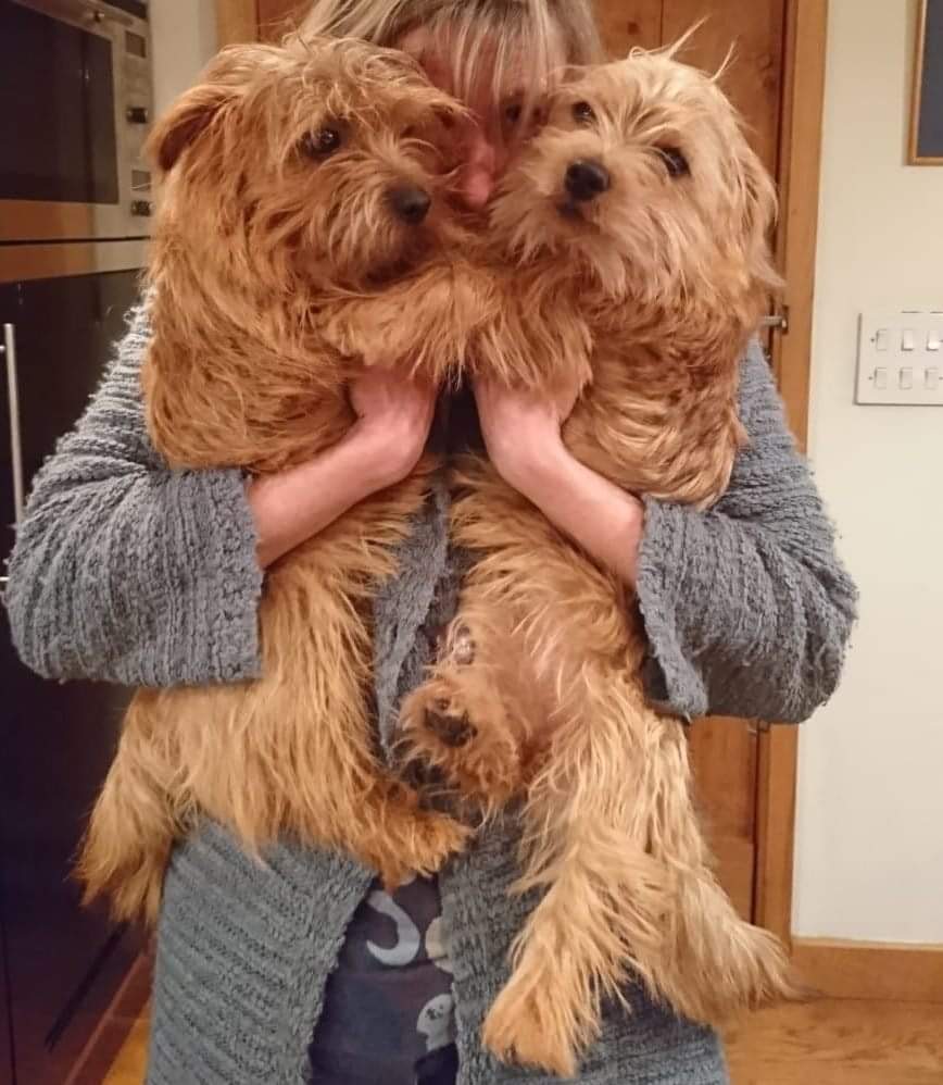 MissingPetsGB's tweet photo. Margie &amp; Ruby's family have spent 3 years searching endlessly, endless hours, hundreds of pounds searching &amp; searching &amp; keeping faith someone will do the right thing &amp; return them

MARGIE &amp; RUBY
TWO RED LONG HAIRED NORFOLK TERRIERS STOLEN IN CORNWALL IN 2021
#MargieandRubyMonday https://t.co/40OjllEYL9