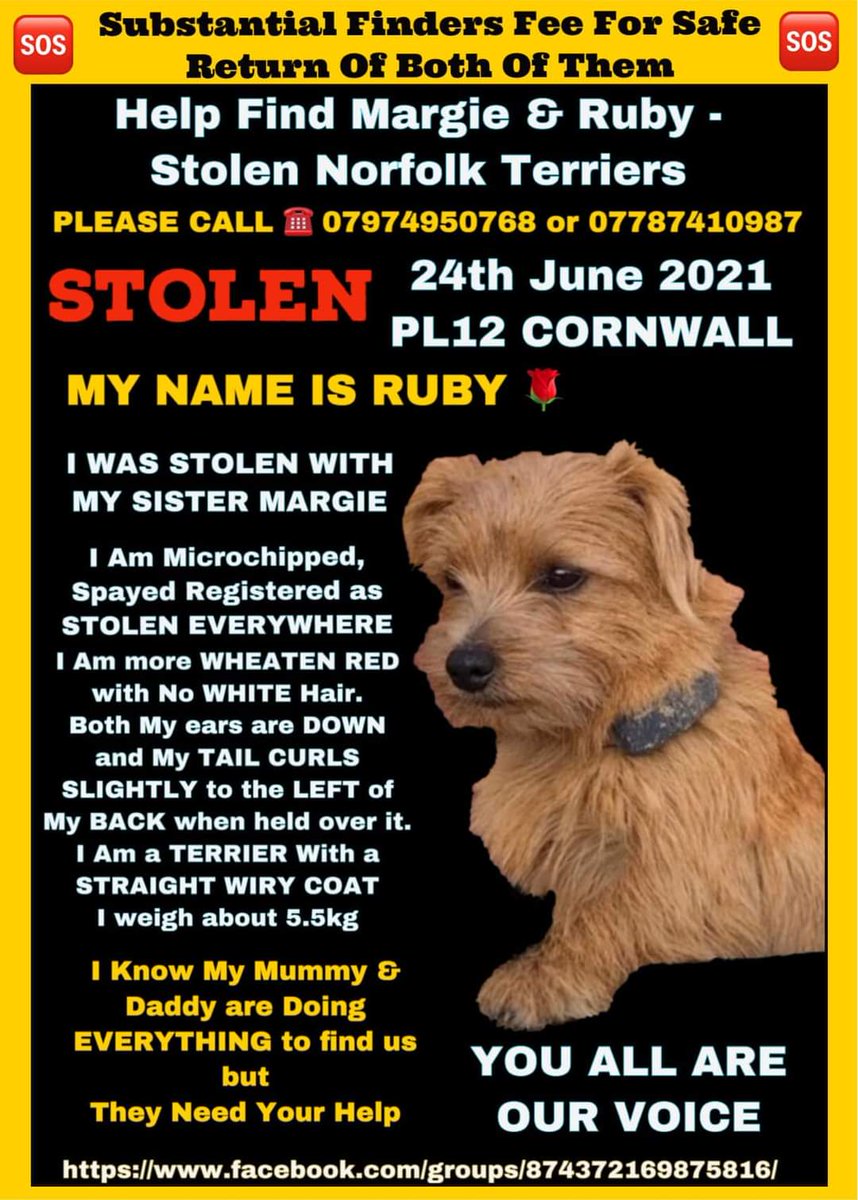 MissingPetsGB's tweet photo. Margie &amp; Ruby's family have spent 3 years searching endlessly, endless hours, hundreds of pounds searching &amp; searching &amp; keeping faith someone will do the right thing &amp; return them

MARGIE &amp; RUBY
TWO RED LONG HAIRED NORFOLK TERRIERS STOLEN IN CORNWALL IN 2021
#MargieandRubyMonday https://t.co/40OjllEYL9