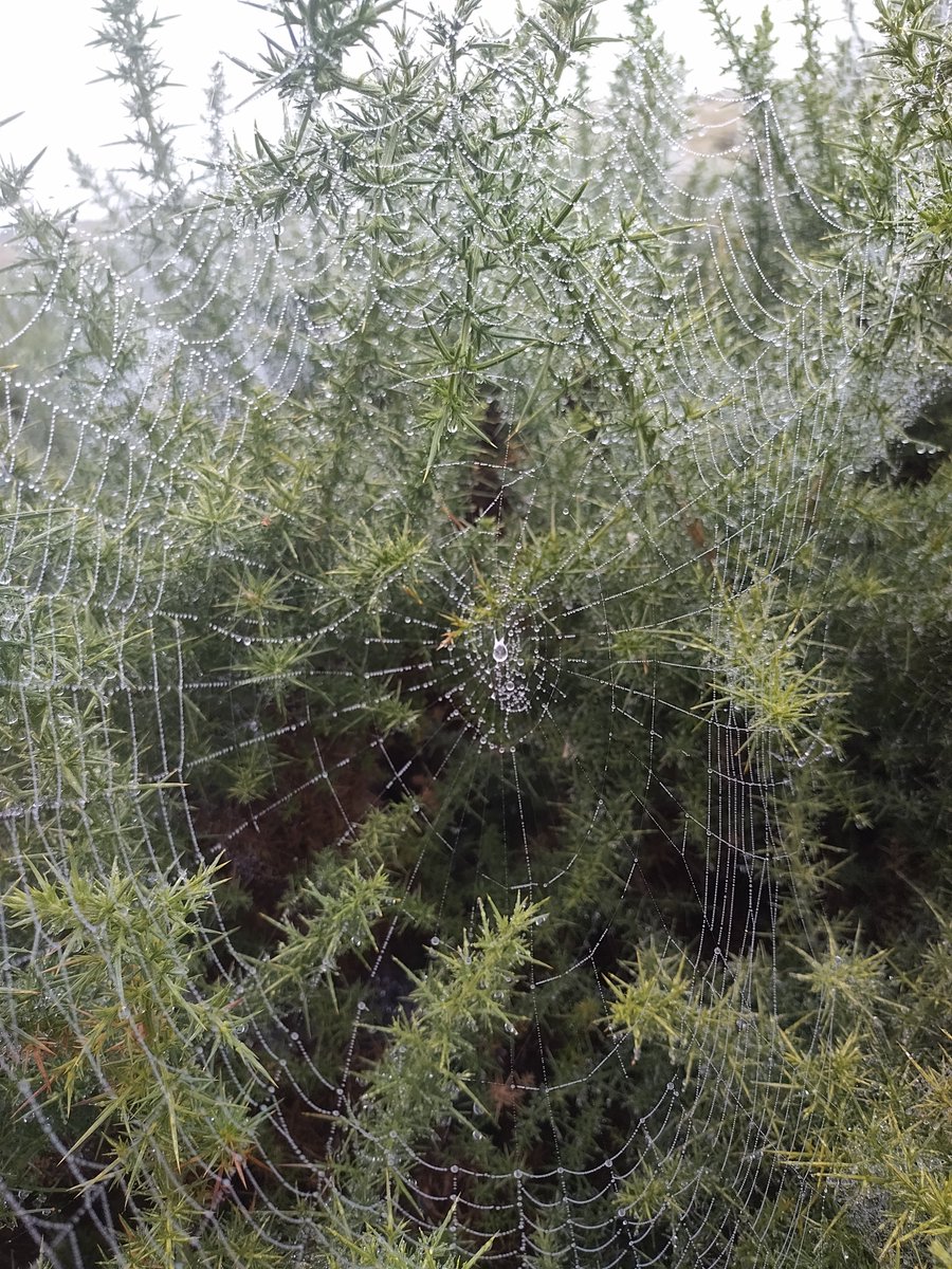 It's spooky season! - please enjoy this lovely spiders web beaded with dew. Ingeniously constructed in the space between long jutting sprigs of gorse. Waiting for unsuspecting prey to try to fly through! #spiderwebs