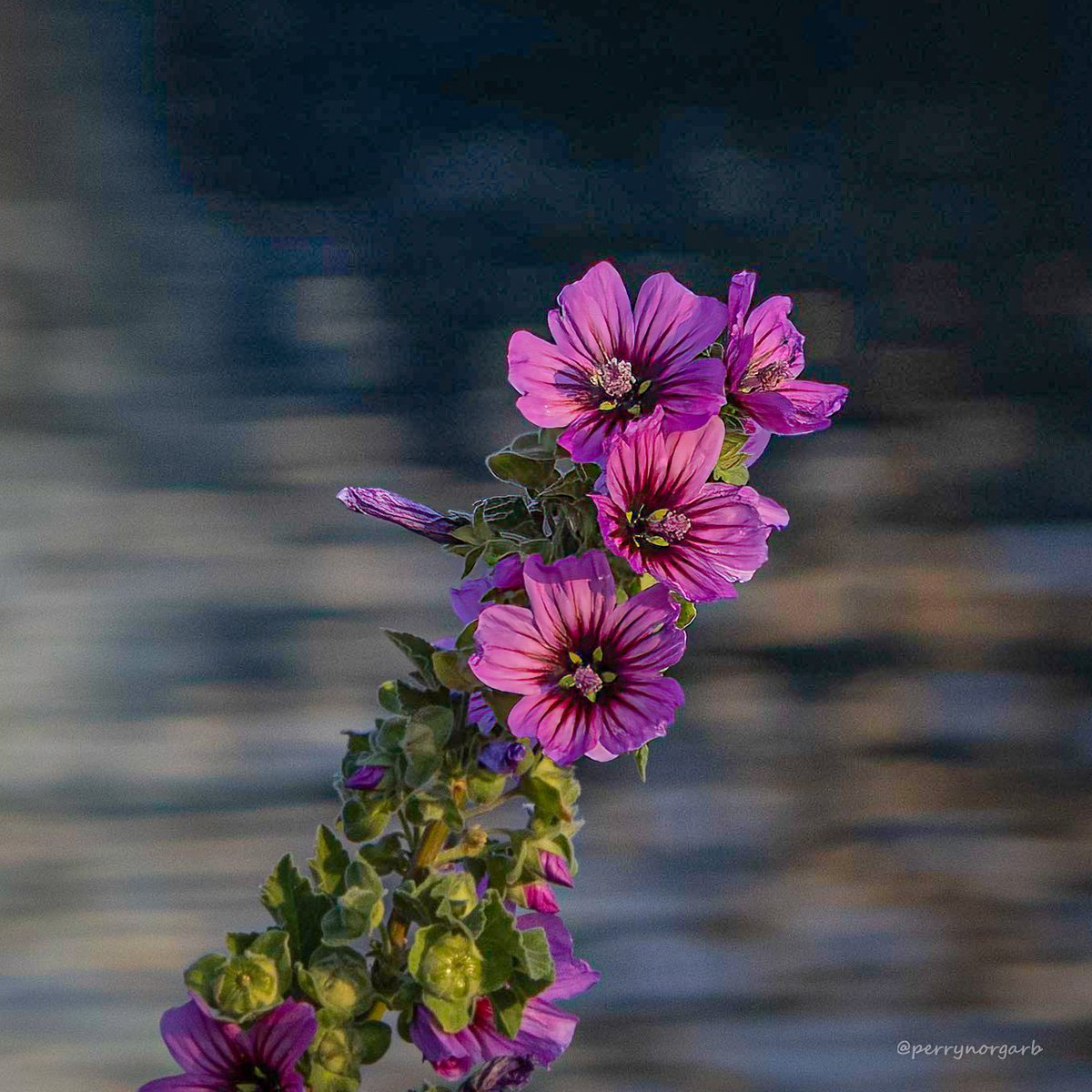 PerryNorgarb's tweet photo. @hpphotograf https://t.co/L1pYaJuFbO