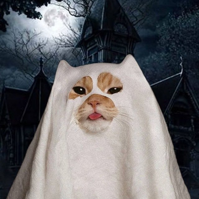 Paulinodantez's tweet photo. @lynk0x New meta? HalloweenCat is here to change the narrative $mewoo

H9qncb1yuqR3u4nRp4D695h56b1UDczMta8swetHpump https://t.co/WMDqd9NE2N