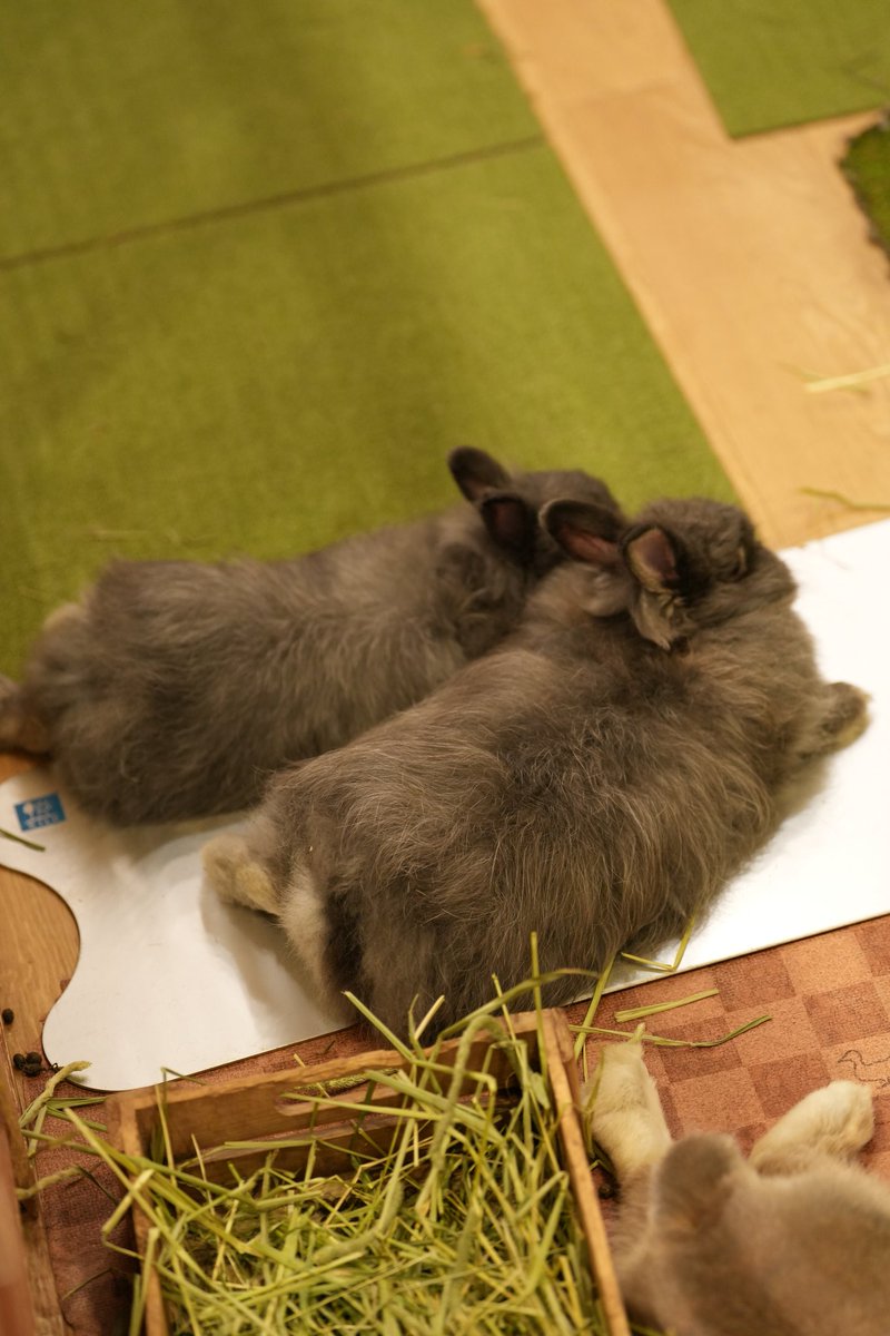 kevinamontalvo's tweet photo. Our last activity in Japan? Visiting the beautiful rabbits 🐰 at @Moff_rell! 

Feeding and playing with the adorable rabbits is such a relaxing activity ☺️

Let's go home! We will be back for more rabbit activity in 2025! https://t.co/JeoP838W0d