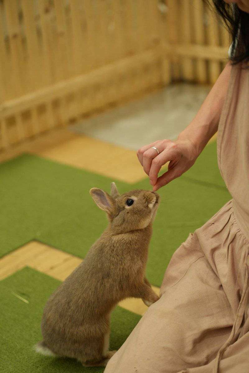 kevinamontalvo's tweet photo. Our last activity in Japan? Visiting the beautiful rabbits 🐰 at @Moff_rell! 

Feeding and playing with the adorable rabbits is such a relaxing activity ☺️

Let's go home! We will be back for more rabbit activity in 2025! https://t.co/JeoP838W0d