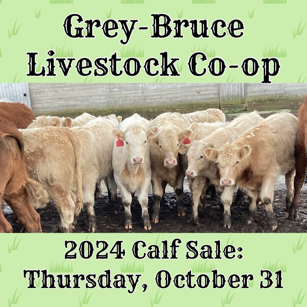 The #GreyBruce Livestock Co-op’s annual #beef calf sale will take place on Thurs Oct 31, 2024 at our sales barn just south of #Wiarton. Freshly-weaned local calves off grass consigned by reputable local producers. Sale starts 10am.
More info coming soon at greybrucelivestockcoop.ca