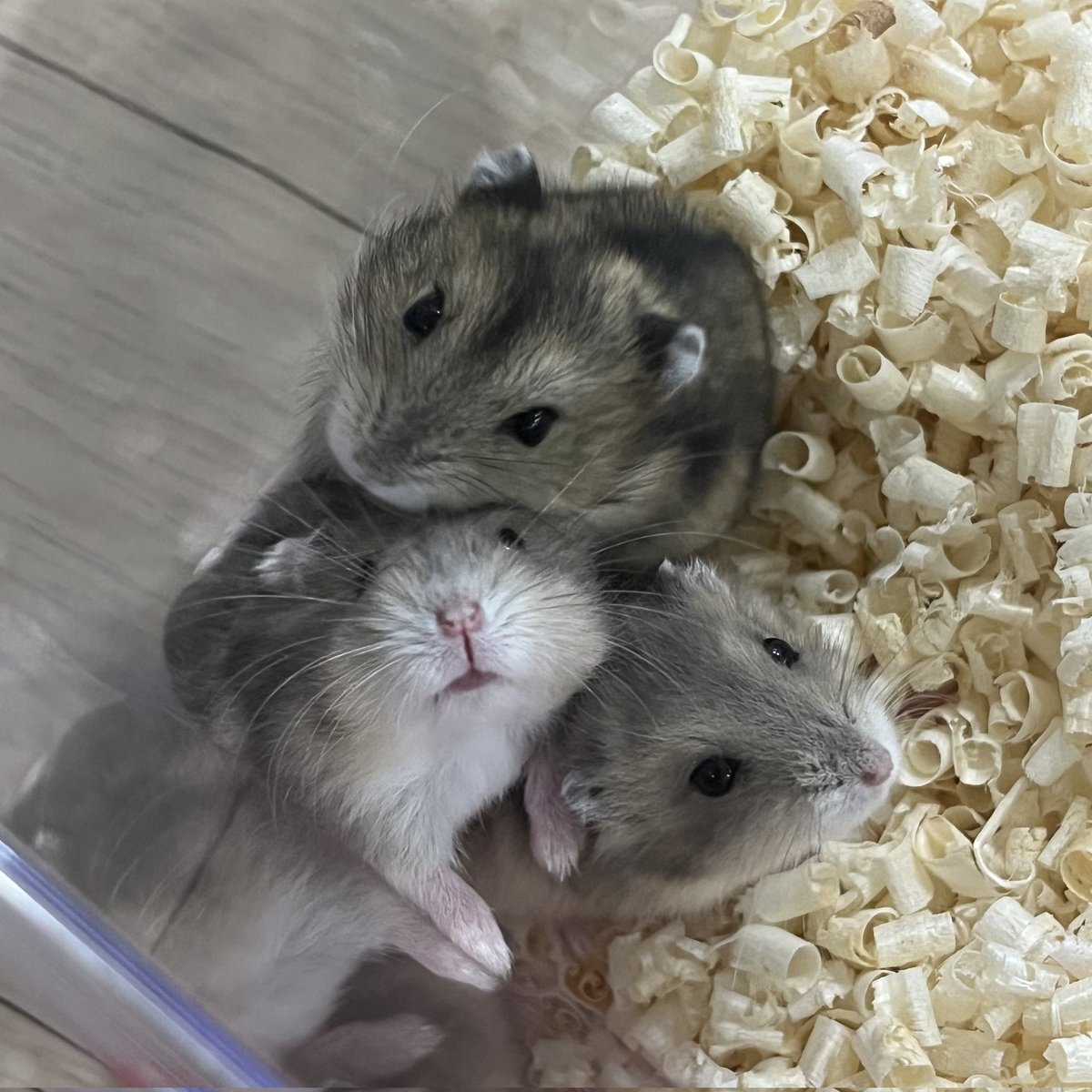 m구글✔️찌라시광고대행✔️(✔️@구글도배,구글찌라시 텔 𝑮𝑺𝑬𝑶8✔️)비트코인매입✔️.jni