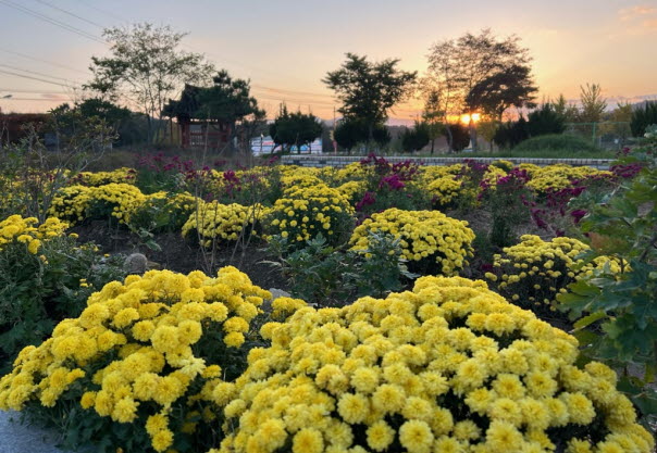 보절면, 노인 일자리와 함께 꽃길 조성으로 가을 정취 물씬 | 다음카페 cafe.daum.net/dhtnch40ghl/NI…