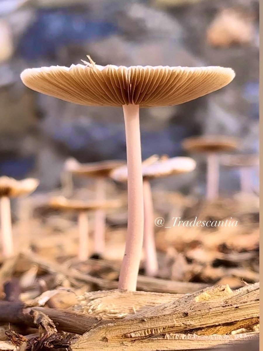 May your new week bring you laughter, sunshine, mercy, kindness, love, and peace. #NewWeek #mushroommonday #macromonday #Mushroom