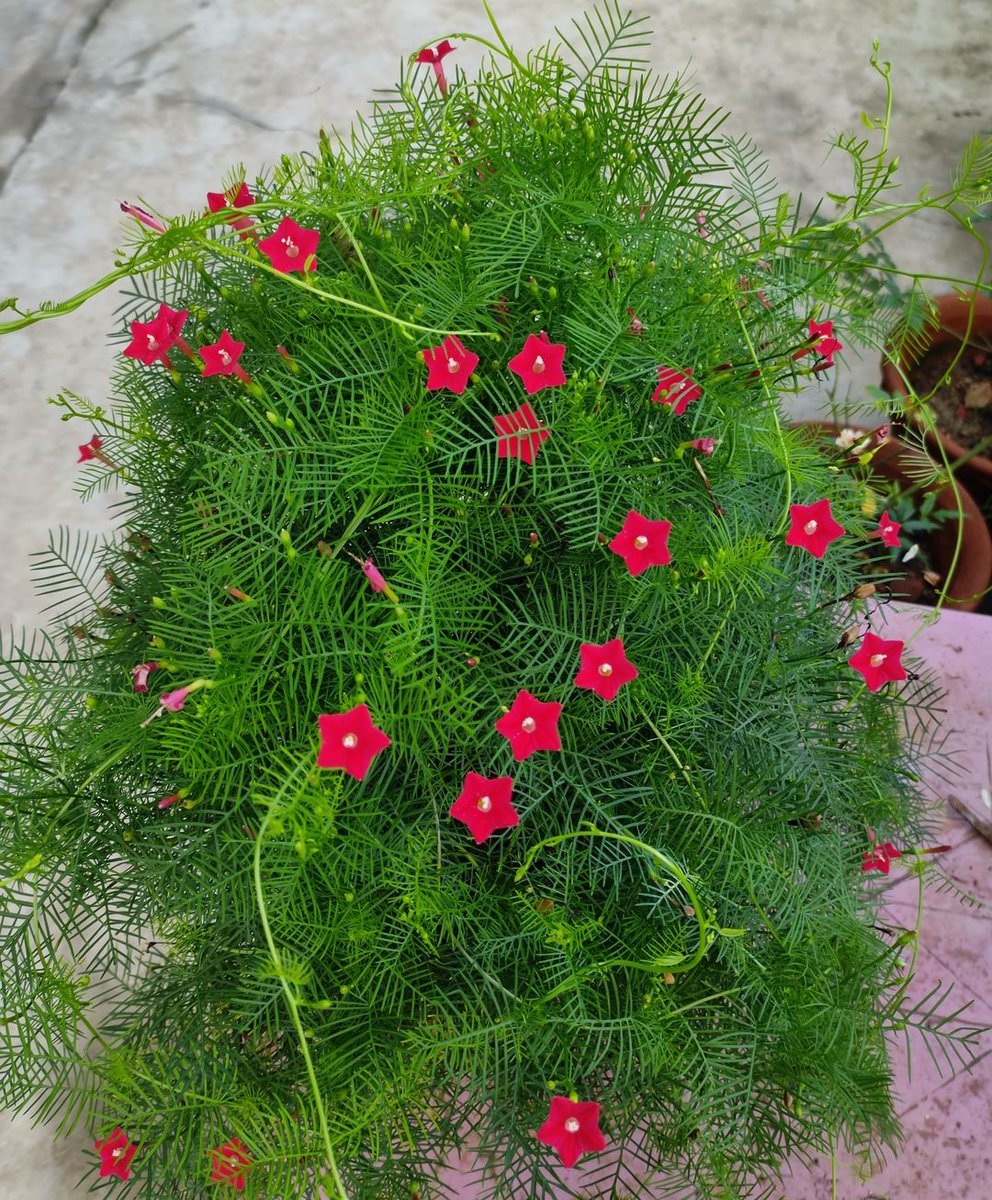 abusalehraju1's tweet photo. In a garden of thorns, be a blooming flower spreading joy and positivity. 🌺 #BeTheLight #SpreadHappiness"
#DALvsSF https://t.co/7BazSLoyTS
