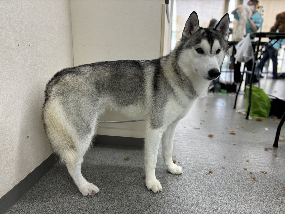 nanba_pet's tweet photo. 今日はシベリアンハスキーのアシュリーちゃんがきてくれました！
最近見かけることが少ないレア犬種ですね✨✨

#大型
#シベリアンハスキー
#まだまだ夏毛
#冬毛はもこもこになるよ https://t.co/Nwy8O7q1Wd