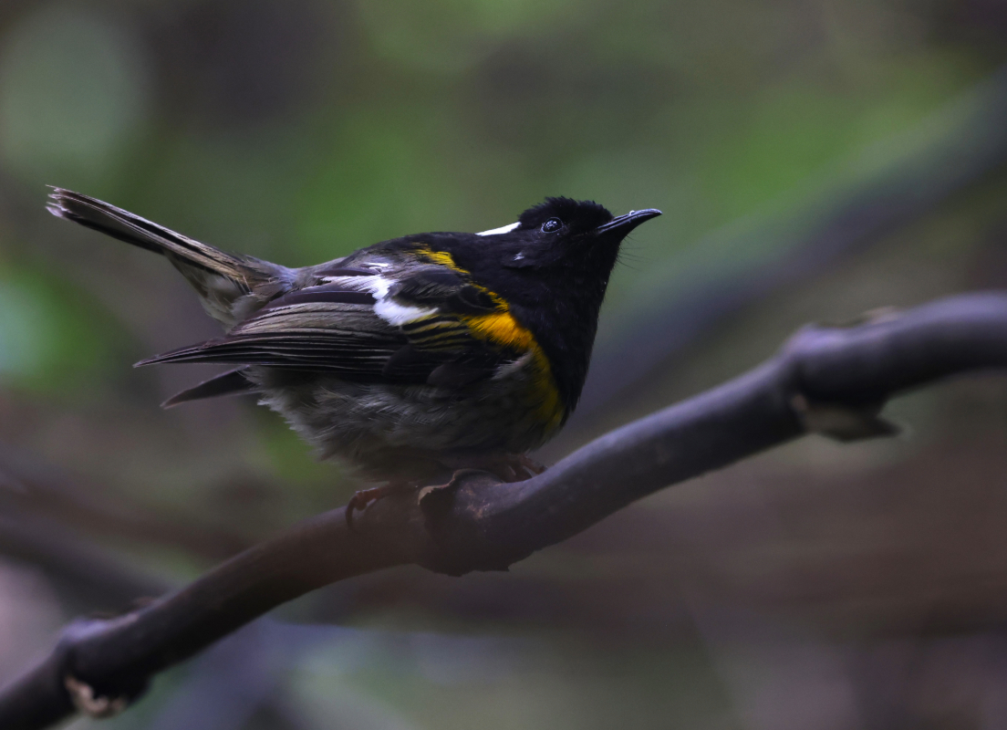 We were chuffed with several sightings of stitchbirds / hihi (Notiomystis  cincta) flitting around the waterfall area along the Waterfall Track at  Shakespear Regional Park, Auckland. Bird species #55 for 2024.

#BirdsSeenIn2024 #NewZealand #nzbirds #birding #birdwatching