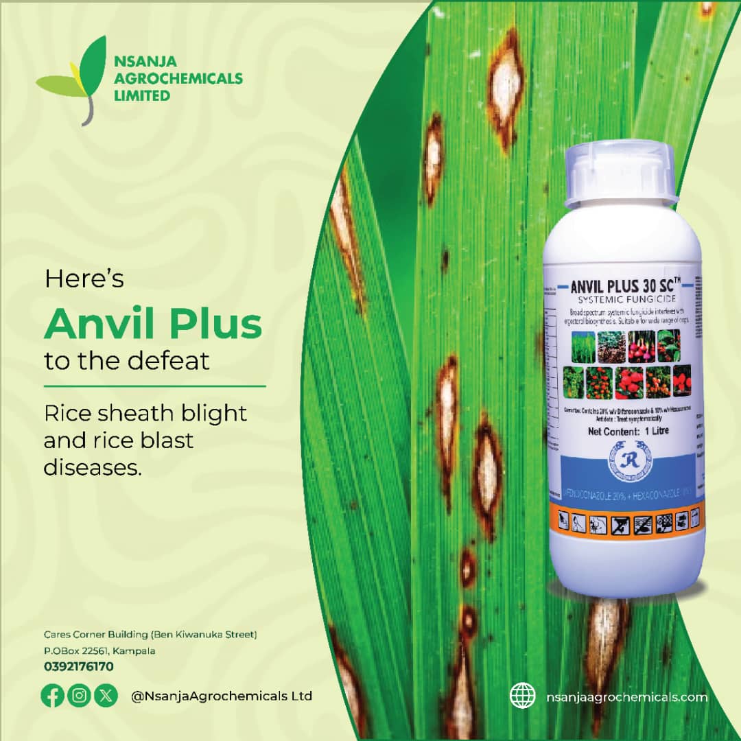 NsanjaAgro's tweet photo. ANVIL PLUS 30SC is an effective solution against rice sheath blight,Trusted by farmers, it safeguards crop quality and boosts harvests. Take control of your rice farming and experience the benefits of ANVIL PLUS today!
#nsanjaagro #RiceFarming #CropProtection #AnvilPlus https://t.co/x2diV8X9Np
