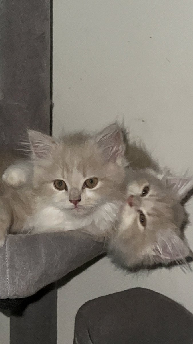 Ciaa080's tweet photo. #zonajajan #zonabu #zonaba #zonauang kucing ras persia umur 3bulan https://t.co/oTNQhvQPa3