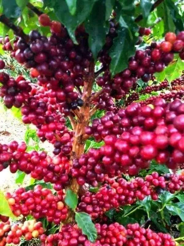 Revenue from Coffee Exports $1.4bn, Estimated number of coffee farmers 2.3 million , Documented Number of Coffee farmers in Uganda and 500,000 .
