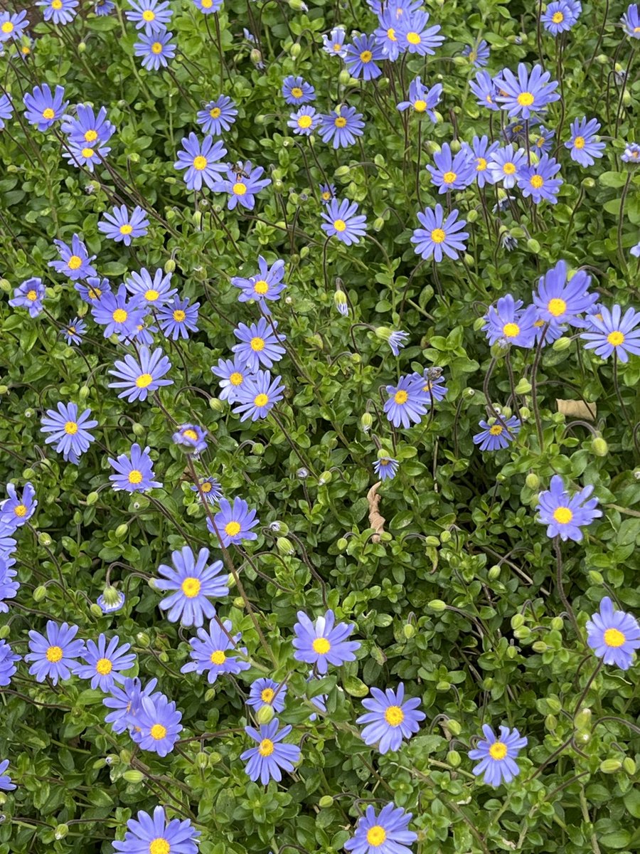 These felicias for #MondayBlue. They seem to be everywhere at the moment and I just love them 💙 #flowers #nature