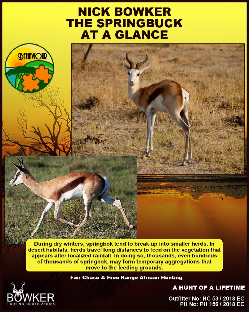 BowkerHuntm's tweet image. Springbuck At A Glance - Behavior
nickbowkerhunting.com/plains-game/sp… 
#springbuck #nickbowkerhunting 
Follow us on:
X: @NickBHunting
Instagram: @nickbowkerhuntingsa