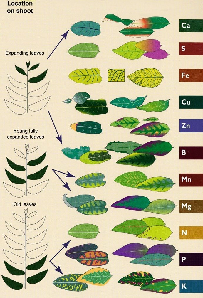Los Árboles Mágicos ®️, (by Oscar Gaitan) tweet media
