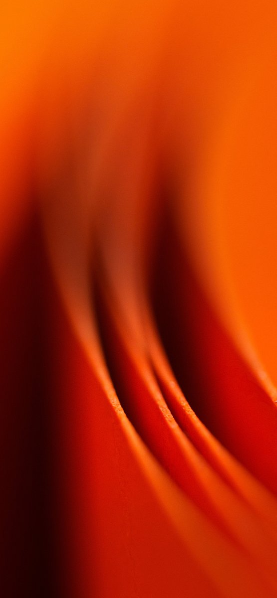 👋Hey! Wallpaper for the autumn season. This is not a pumpkin, just paper and macro lens. Grab it, here's more: bit.ly/473GDfY #Wallpapers #marcrophotography #autumn