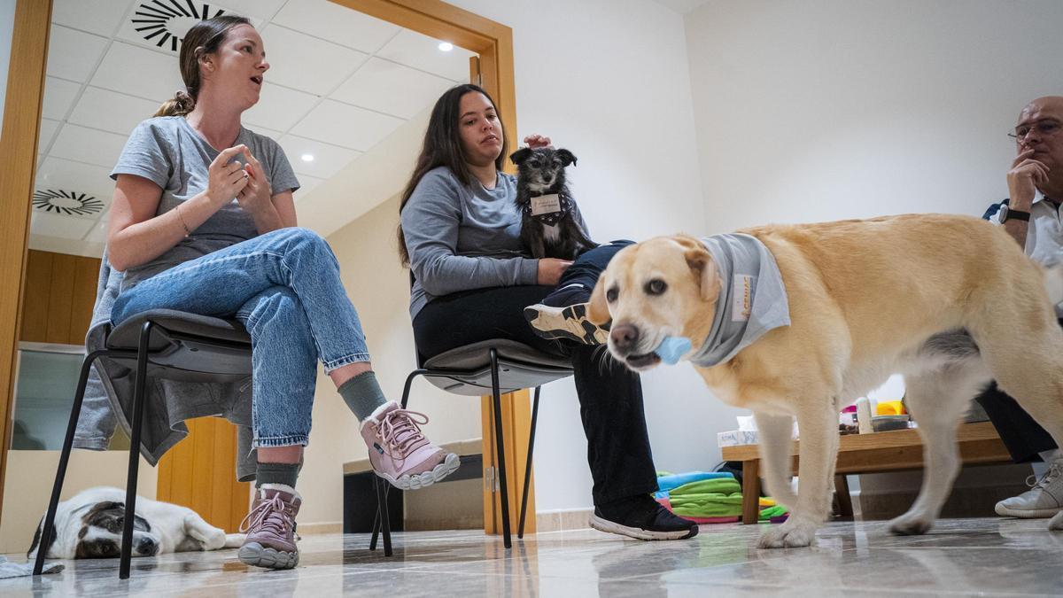 diariRegio7's tweet photo. Gossos de teràpia: una alternativa en l'acompanyament i la gestió del dol https://t.co/SKLlIUrWHj https://t.co/GBhNpd8TkM