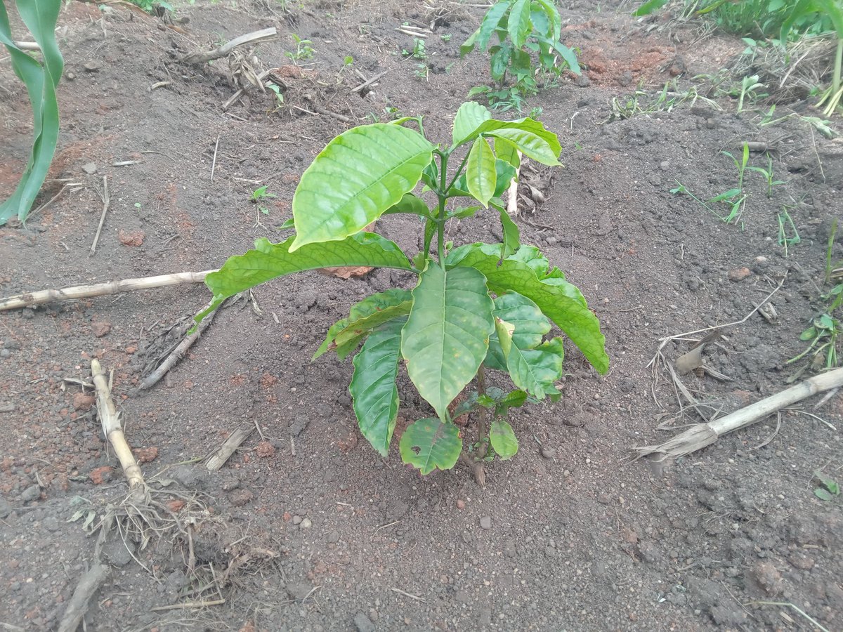 Coffee remains the thing.  Big pots (jumbo) are magical! These CWDr aka KR varieties were planted on September 01, 2024. Amazing  growth rate! We are taking orders for next season. Location: Kakumiro &amp; Busula (Wobulenzi). Tel: 0775 170346/0703828741
<a href="/CoffeeUganda/">MAAIF_Coffee Production & Development Dept</a> <a href="/PearlFarmsUg/">Pearl Model Farm</a>