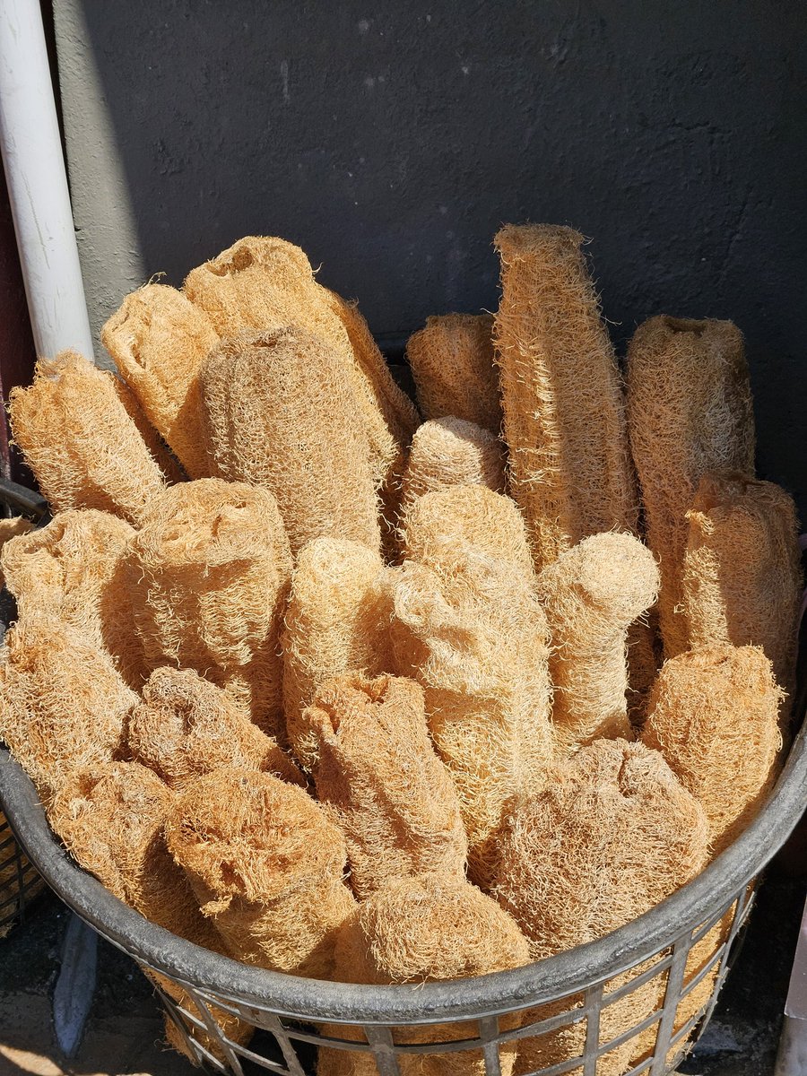 刷洗鍋碗瓢盆不怕刮傷不沾油
沐浴淨身時的愉悅爽勁觸感
搓去角質後的有效新陳代謝
既天然又環保且實用
------
雖說老化是一種不可逆的蛻變
但有誰能信誓旦旦的說
老了就是不中看也不中用……

#日常生活 #拾遺有感 #絲瓜絡