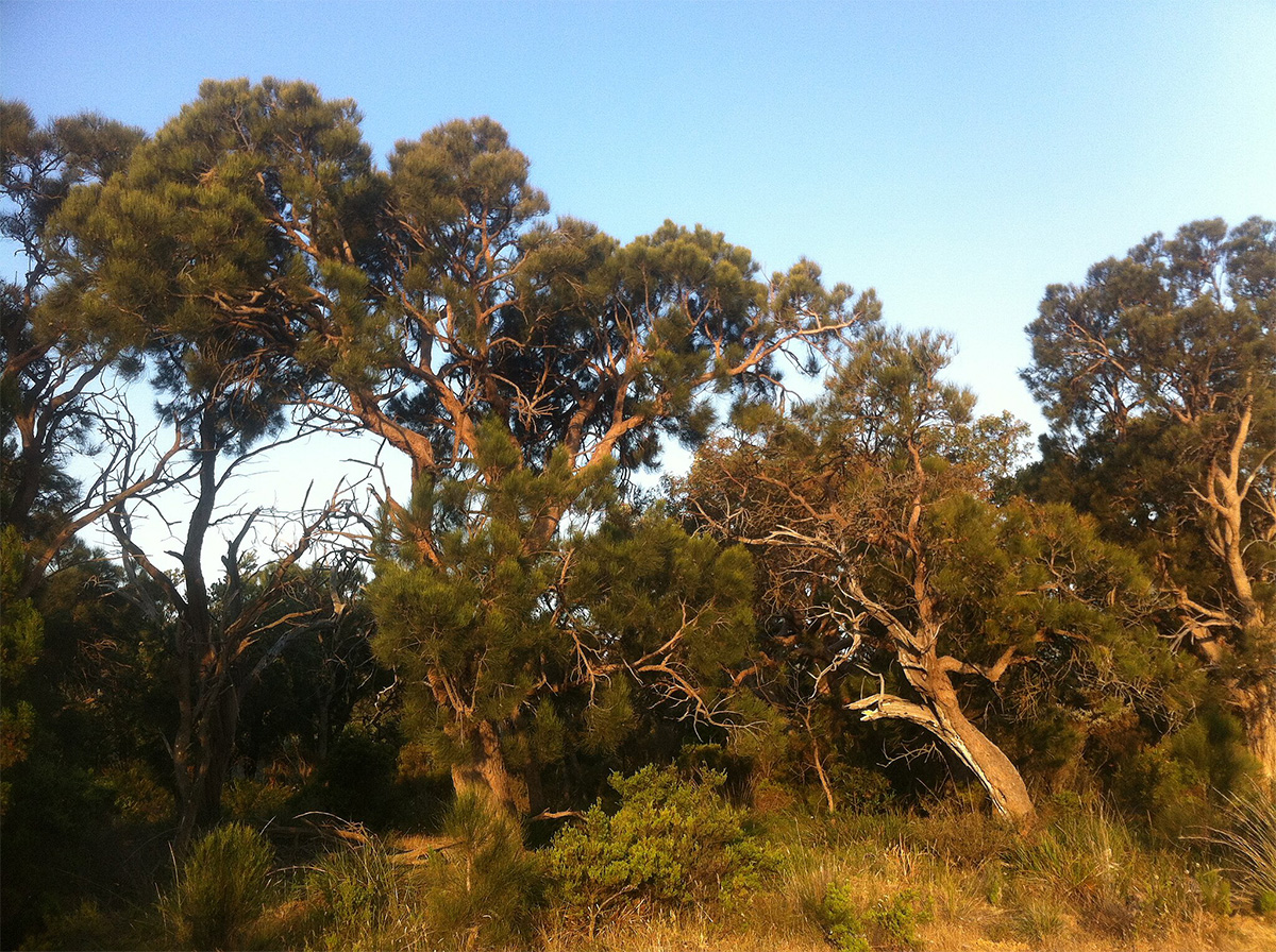 Australian Woodwork tweet media