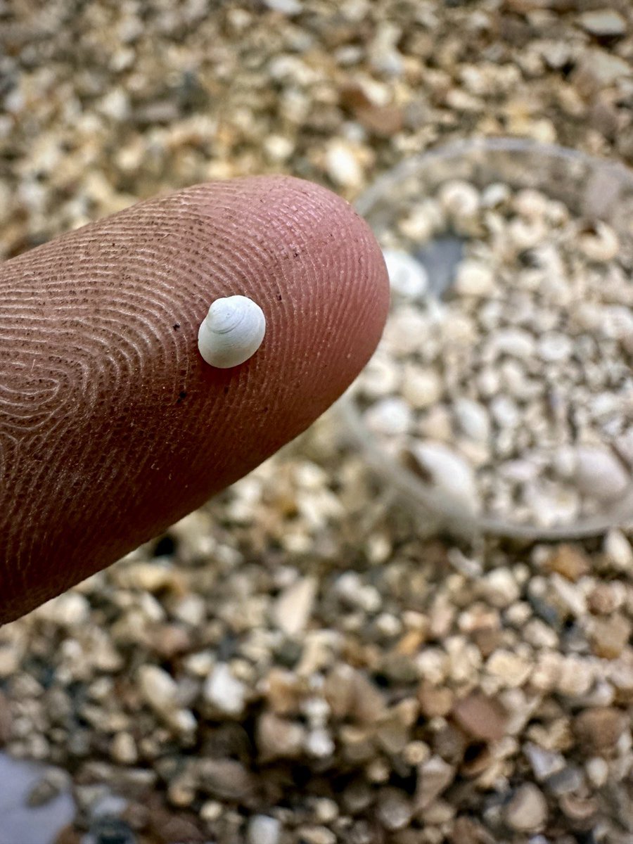 CotswoldArch's tweet image. 🌿🐌 For the snail savants and the shell specialists out there, welcome to Mollusc Mondays, where's Sophie's made a 𝘩𝘶𝘨𝘦 discovery!... 🔍😅 

🌾 Ok, so tiny shells like this might not look like much, but they’re packed with clues about historical environments, climates, and…