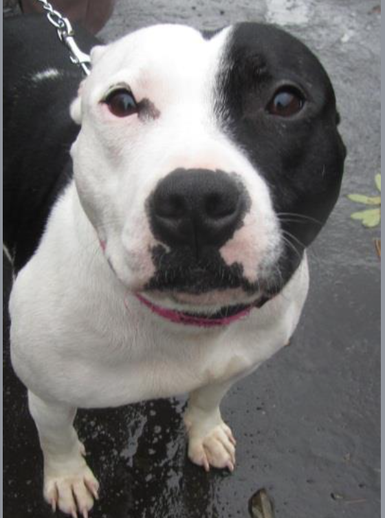 SarahBl76867443's tweet photo. Happy 12th Gotcha Day, DOMINO !!!! He came to us as an emergency foster from West Yorkshire Dog Rescue.
@SeniorStaffy #AdoptDontShop #FailedFoster #RescueDog xx https://t.co/LMR1860jIE
