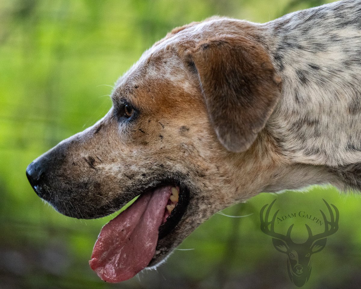 lurcherwork's tweet image. #hound #foxhound #hunting #workingdogs #countrylife
