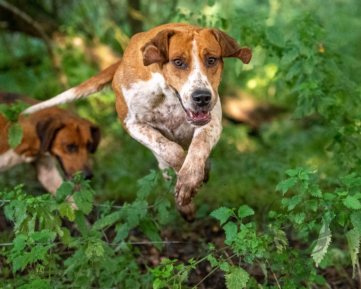 lurcherwork's tweet image. #hound #foxhound #hunting #workingdogs #countrylife