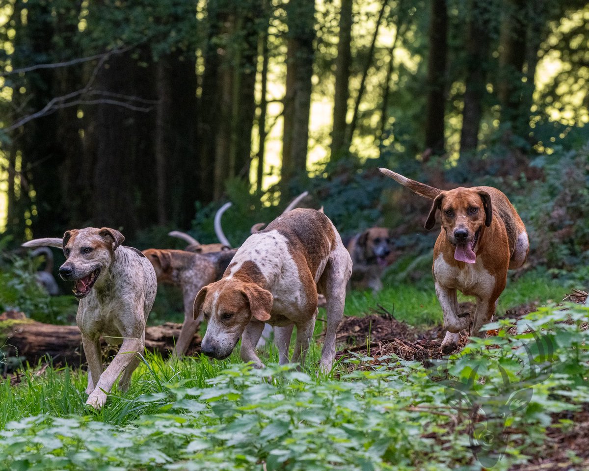 lurcherwork's tweet image. #hound #foxhound #hunting #workingdogs #countrylife