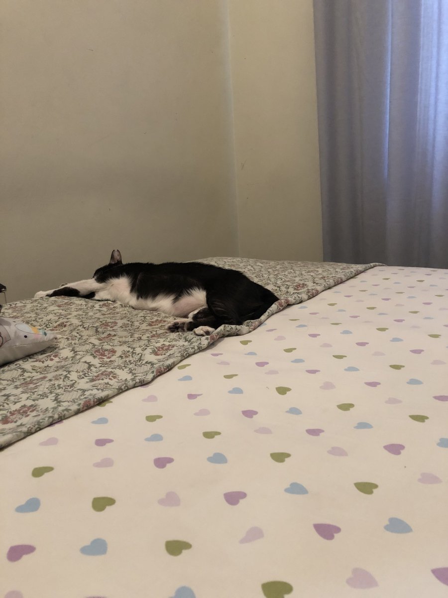 Wiwa ganteng 🐈‍⬛ (@bigwiw) on Twitter photo 