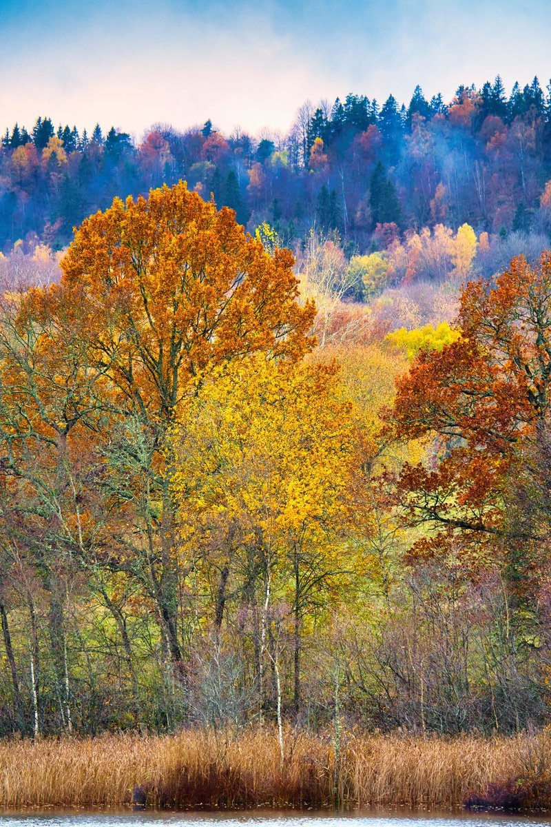 Cederfjärd tweet media