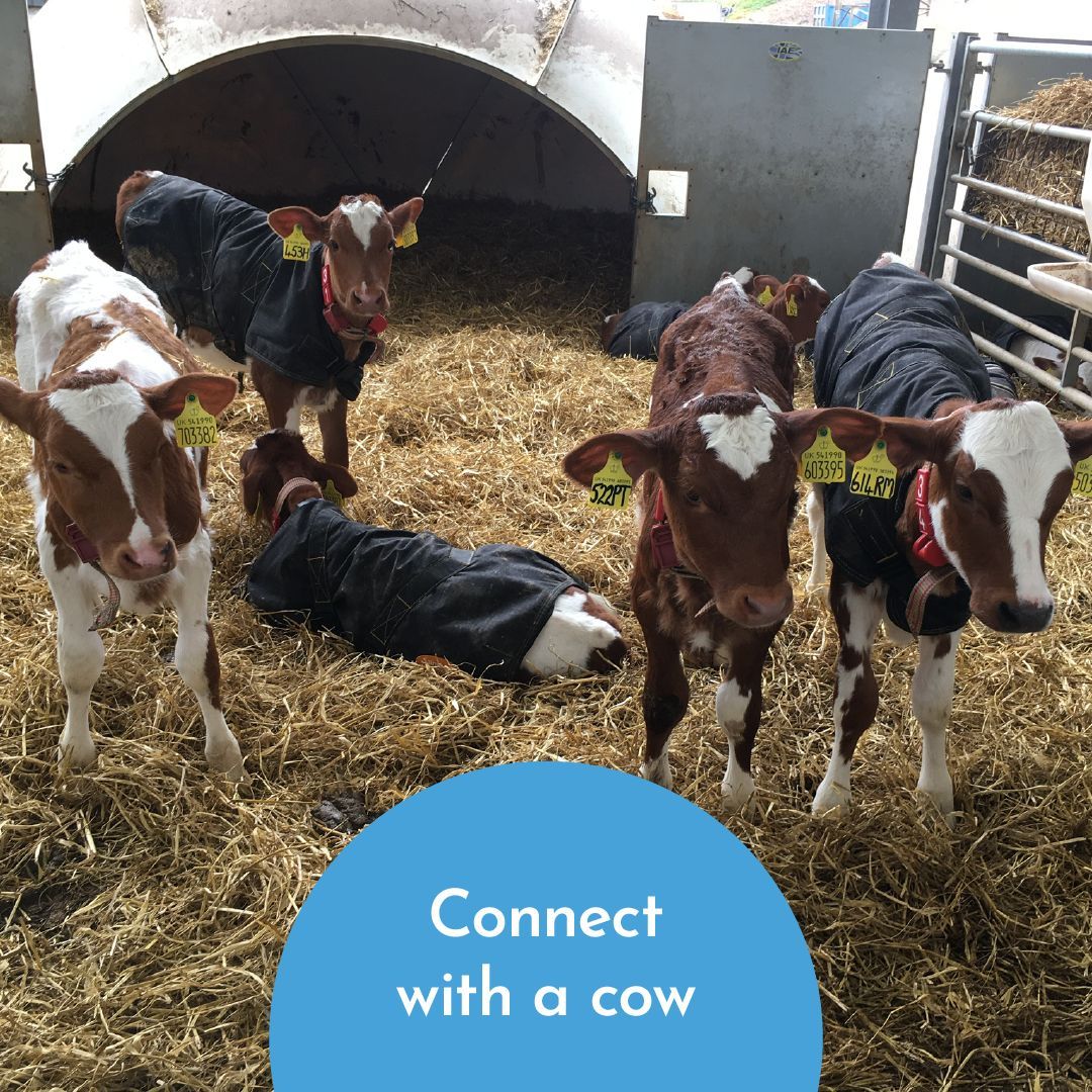 What to find out more about 🐮 Moo Maths 🐮  and how you can connect your class to their very own dairy cow! 🐄 

Find out more at buff.ly/3BWnjX9